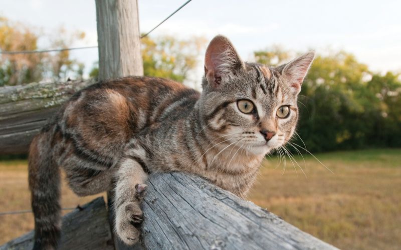 Farm Force: American Shorthair