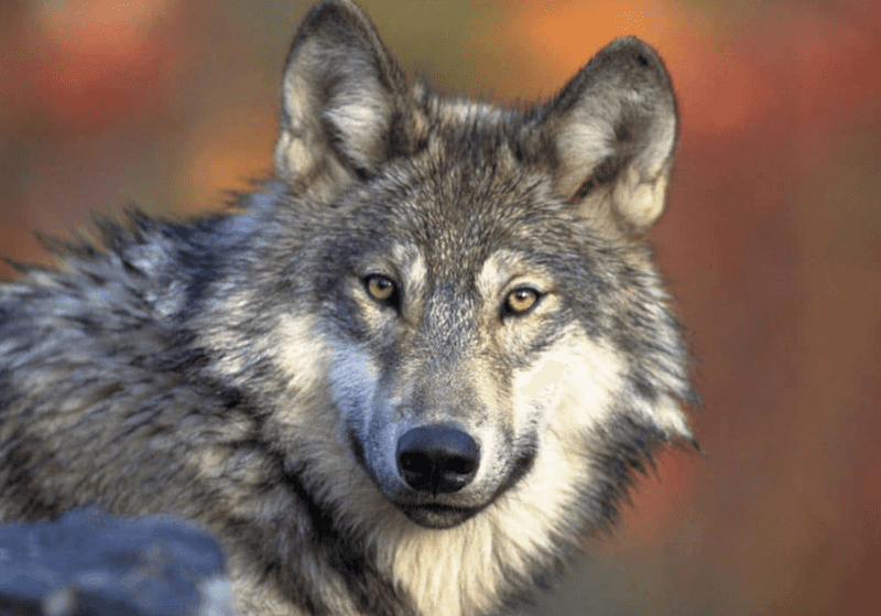 Mountain Monarch: Rocky Mountain Wolf