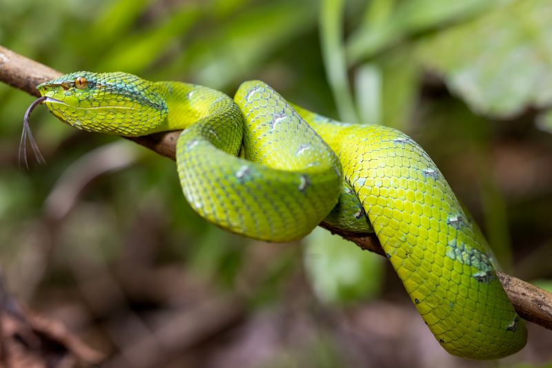 Rainforest Residents