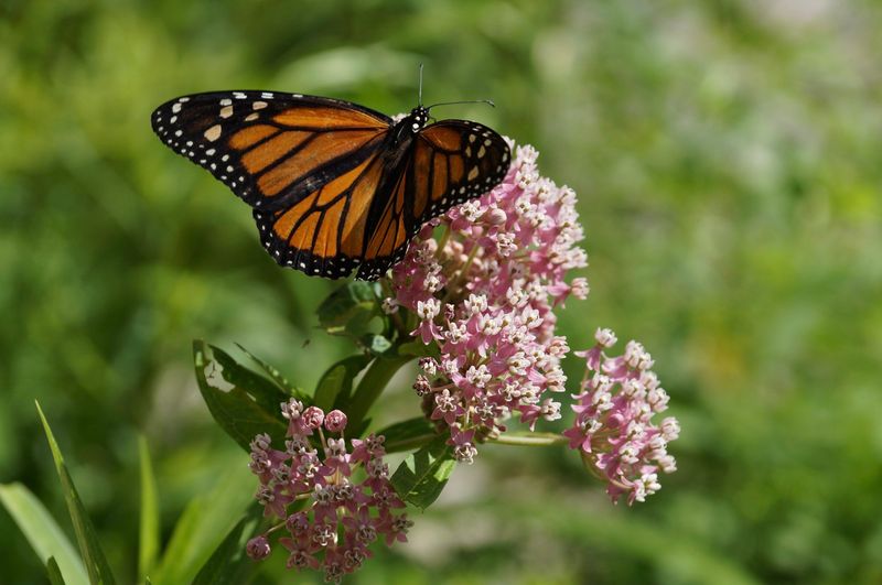Missing Native Plant Partners