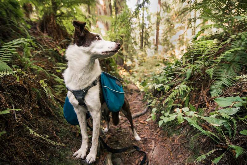 Your Dog Might Trigger A Defensive Response