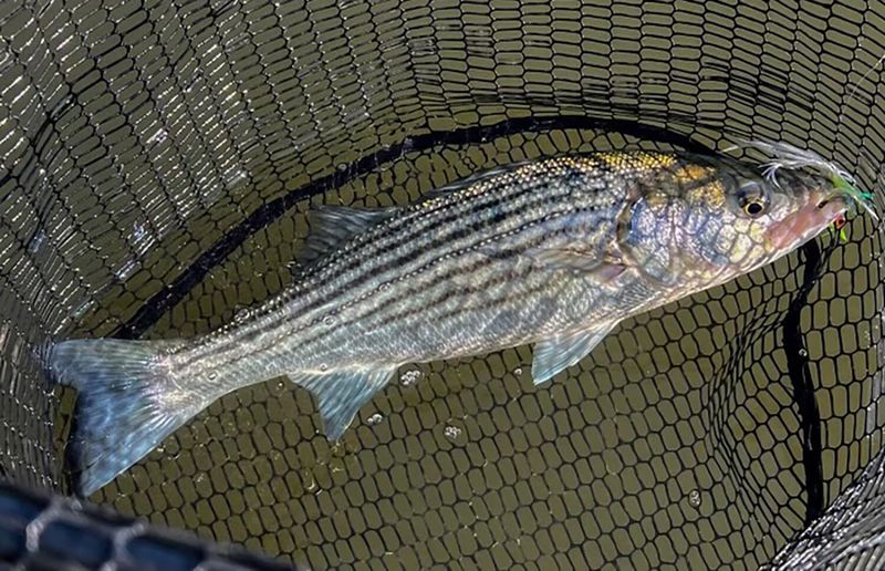 Spawning Bass Are More Likely To Die After Release