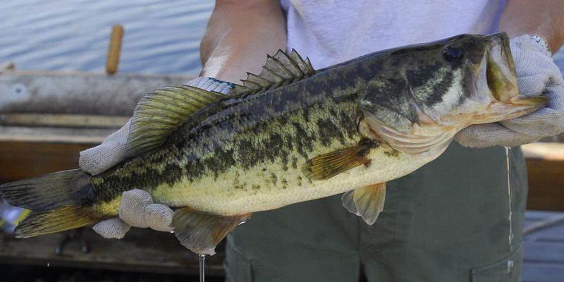 Letting Them Spawn Helps The Sport Thrive