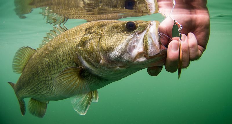 Overfishing During The Spawn Skews Male-To-Female Ratios