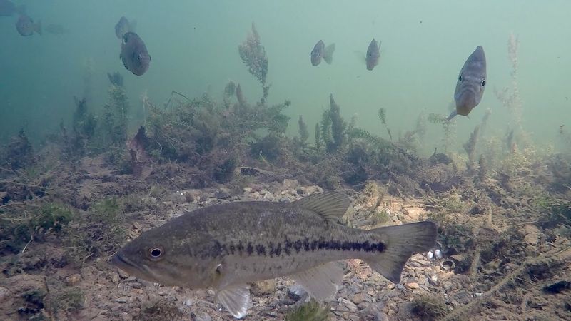 It Leaves Eggs Vulnerable To Predators