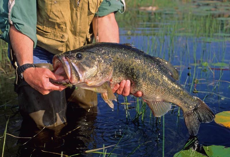 It Can Harm The Fish Physically