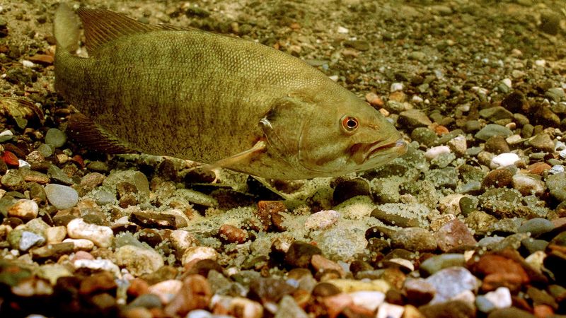 You're Targeting An Easy And Exhausted Fish