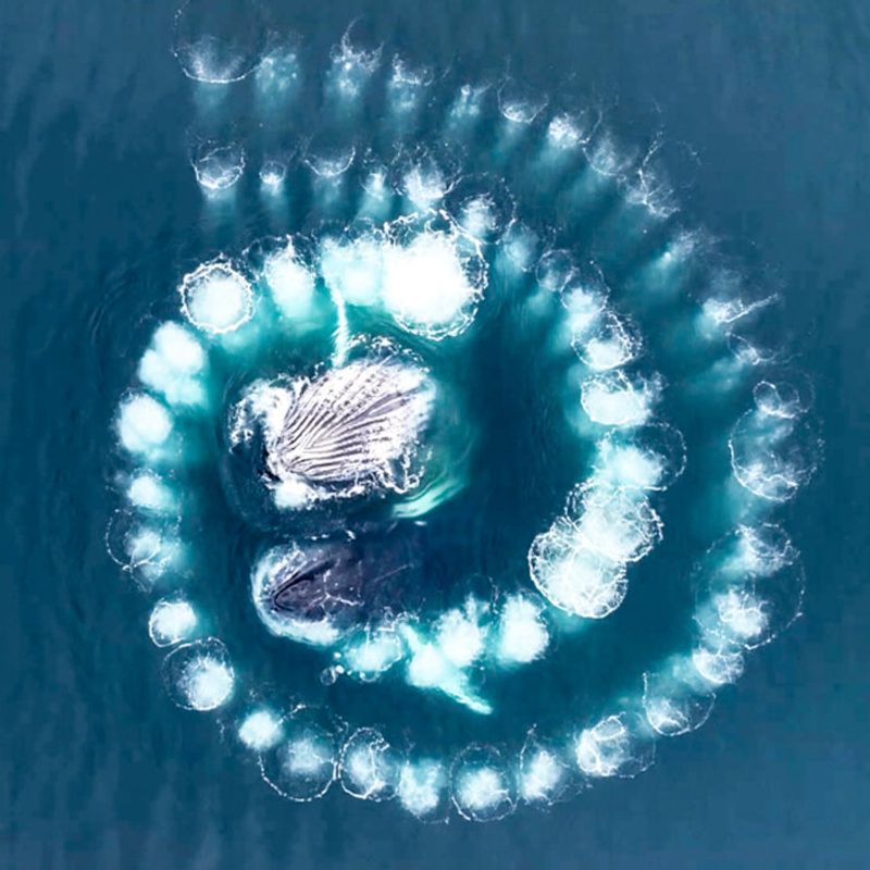 Whales Blow Bubbles In Spirals