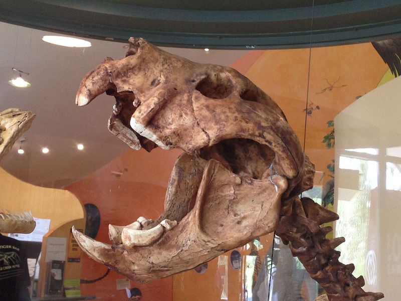 Its Skull Was Surprisingly Small