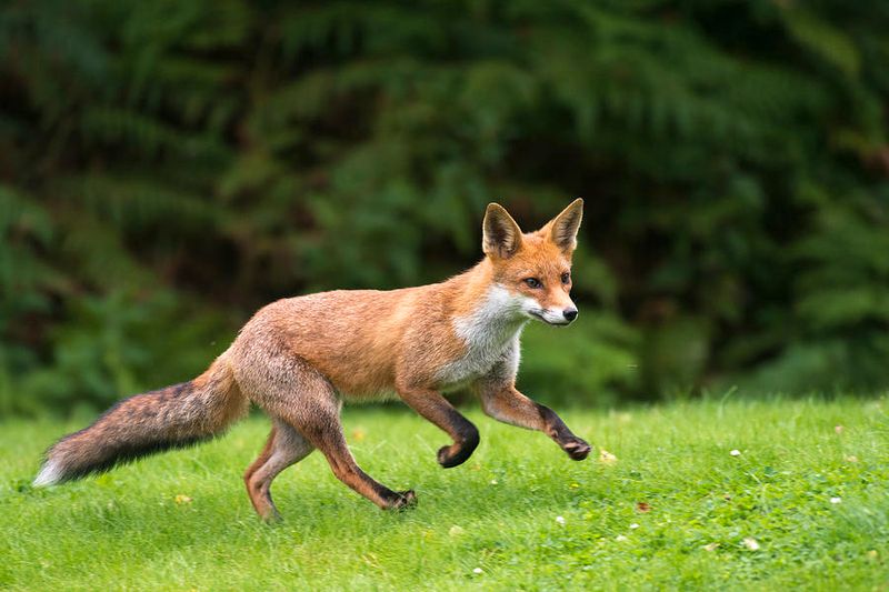 Red Fox