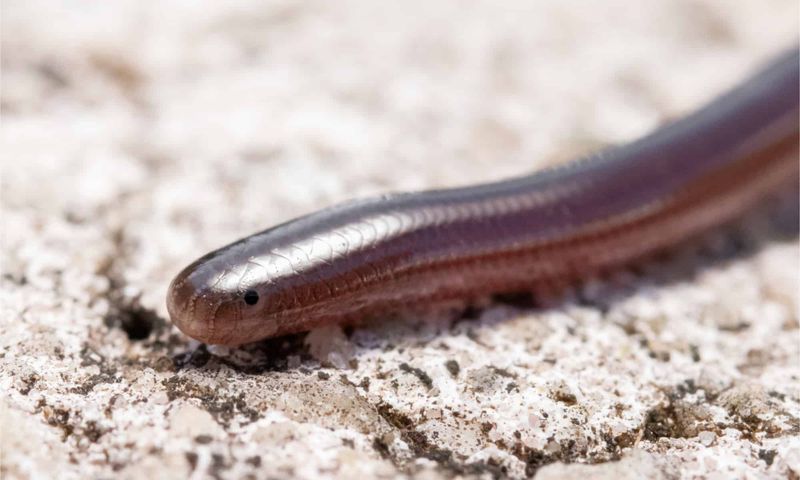 Brahminy Blind Snakes