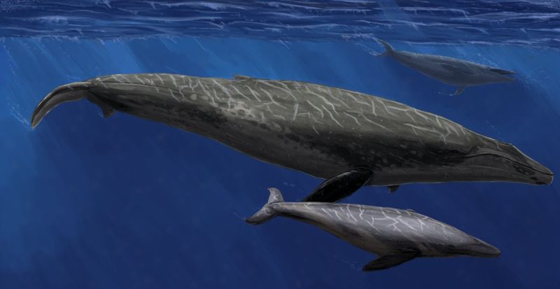 They've Been Around For Millions Of Years - And Still Reign Supreme