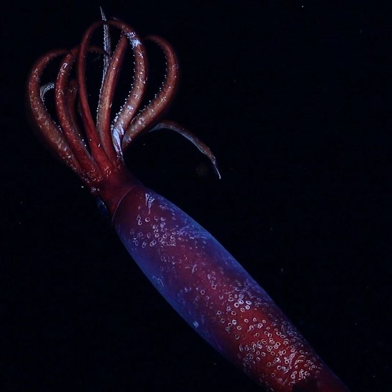 A Deep-Sea Mystery Unraveled