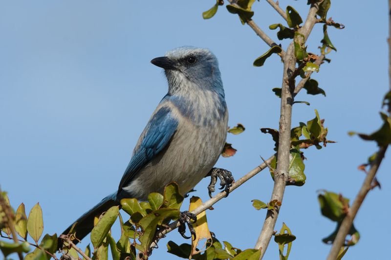Florida Scrub-Jay