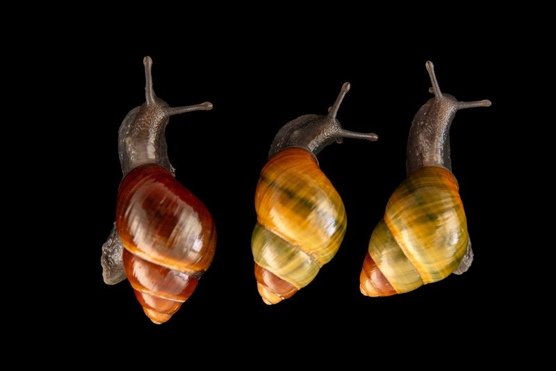 Oahu Tree Snail