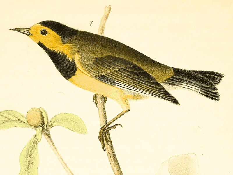 Bachman’s Warbler
