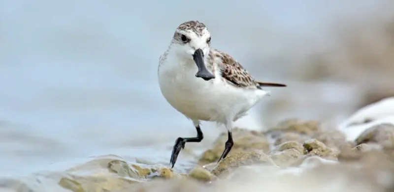 Spoon-Billed Sandpiper