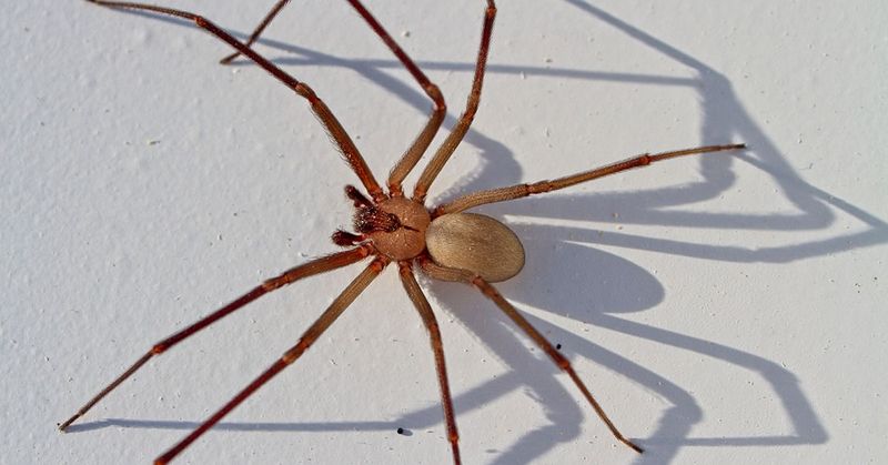 Pale Arachnid Horrors