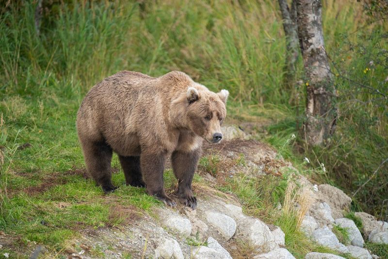 Kenai Peninsula Titan