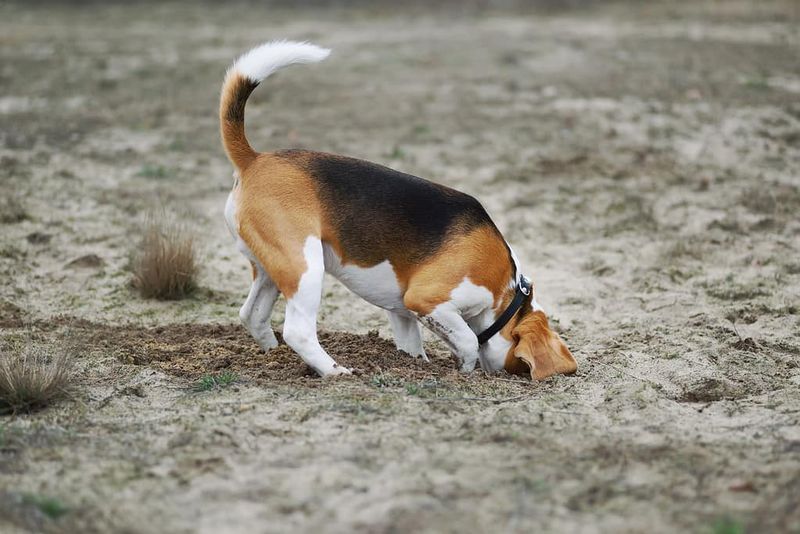 Beagle