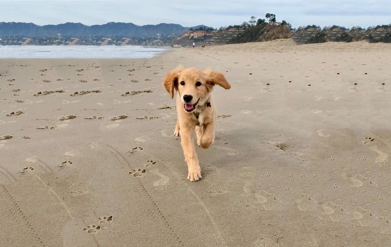 Golden Retriever: Sunshine Adventure Buddy