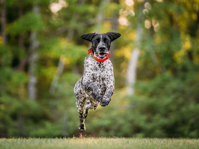 German Shorthaired Pointer: The Endurance Specialist