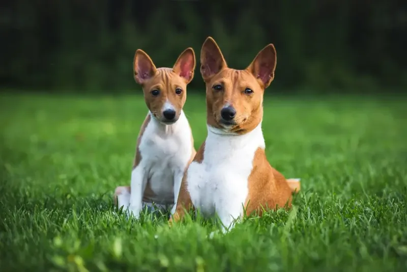Basenji: The Independent Thinker