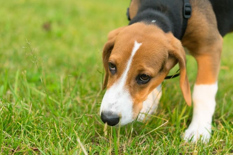 Beagle: The Nose With Paws Attached
