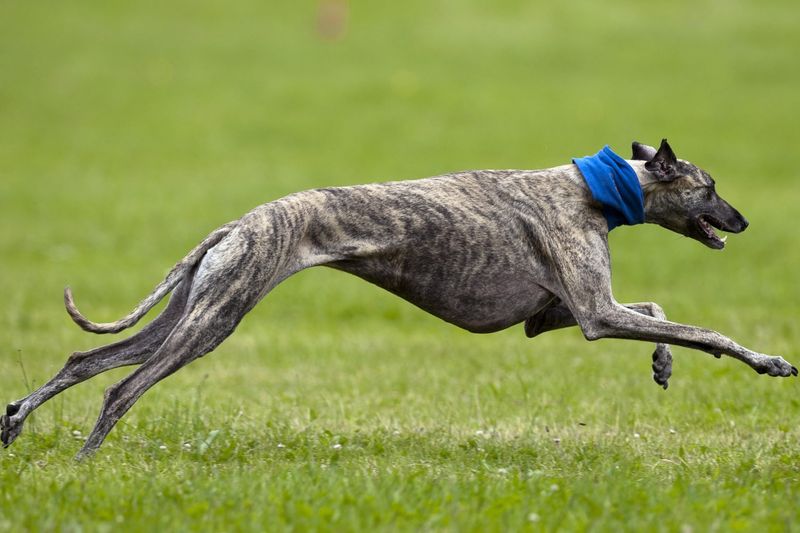 Greyhound