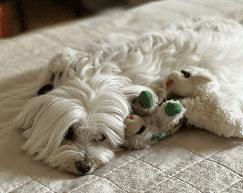 Maltese