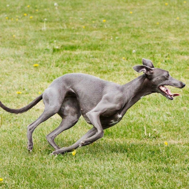 Greyhounds