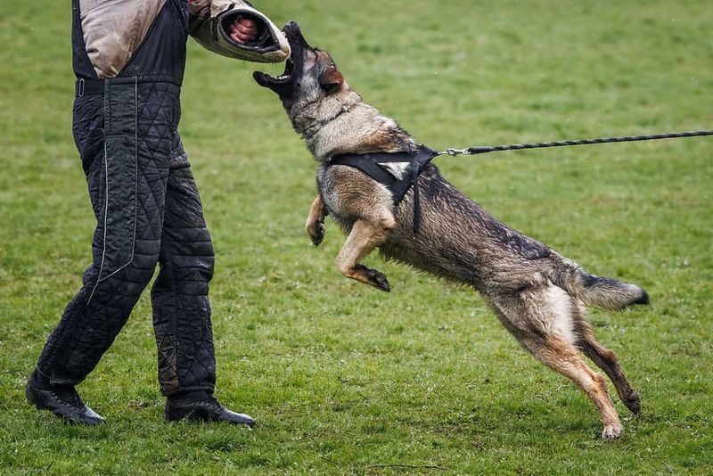 German Shepherds