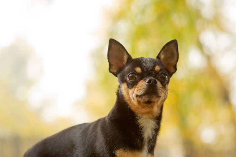Chihuahuas: Loyal To One Human Only