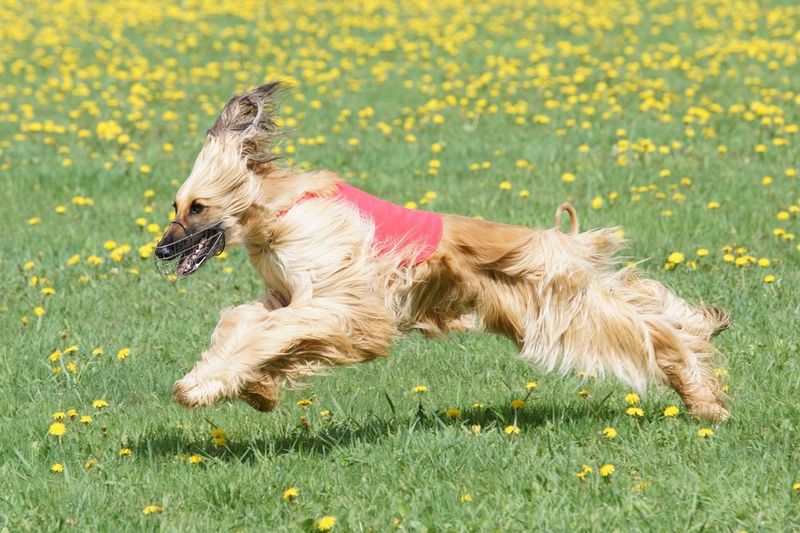 Afghan Hounds: Supermodel Divas