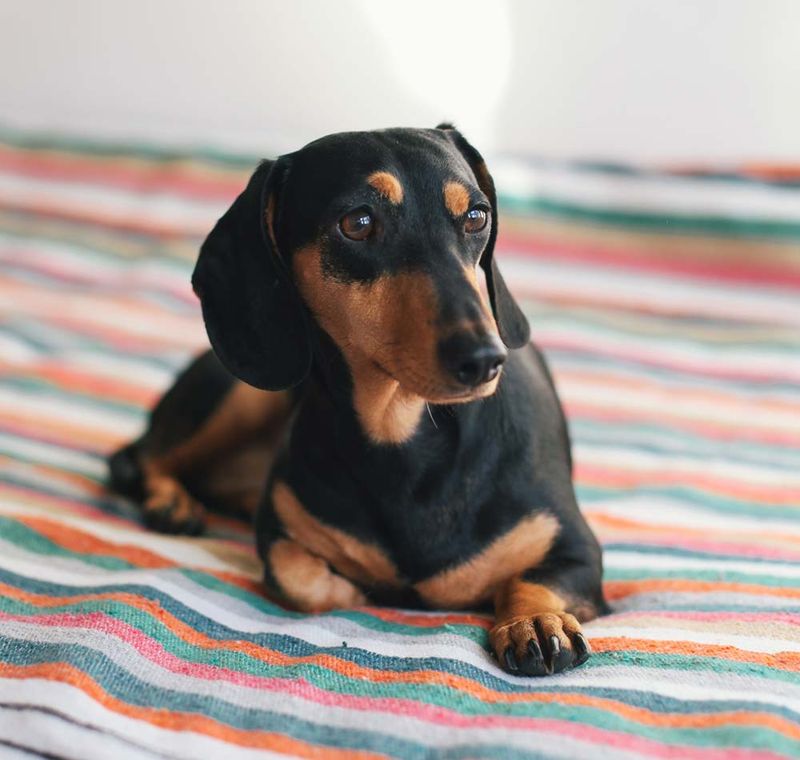 Dachshunds: Back Problems Lead To Surrenders