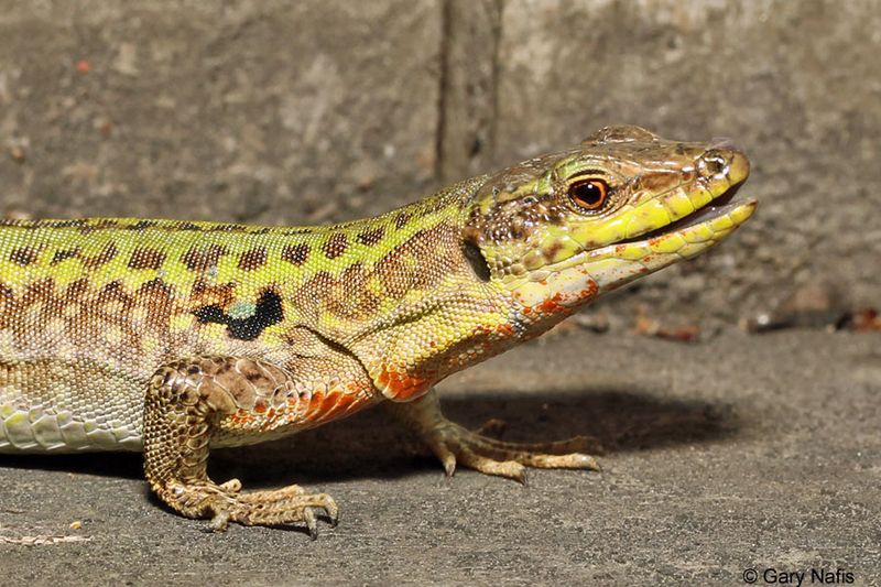 Common Wall Lizards