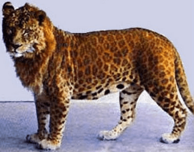 Leopon (Leopard + Lion)