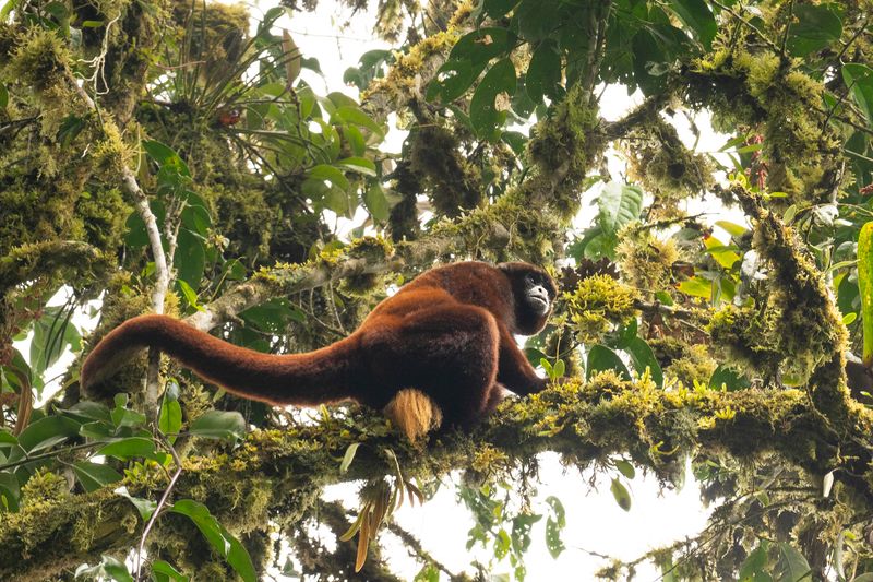 Yellow-tailed Woolly Monkey – Peru's Fluffy Treasure