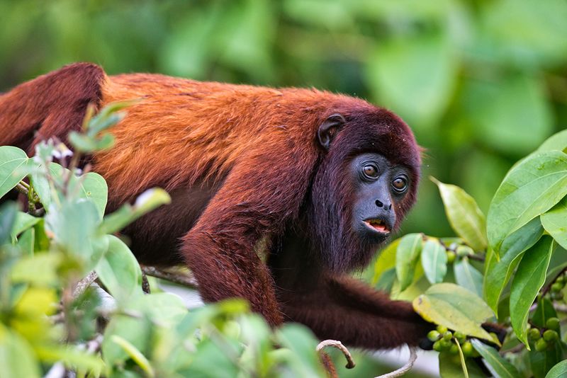 Howler Monkeys – Nature's Loudest Voices
