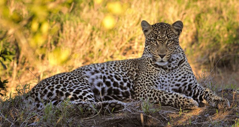 Leopard's Tree-Based Social Distancing