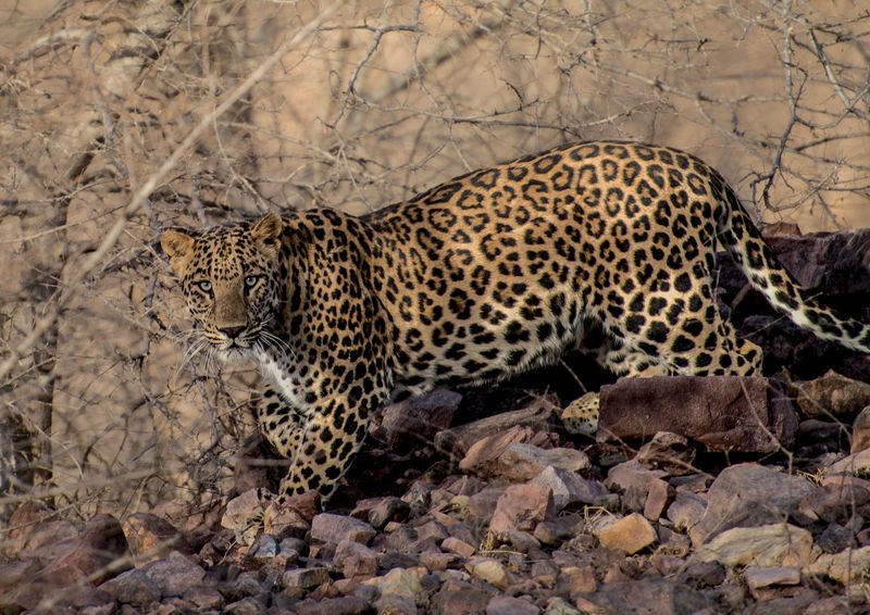 Leopard