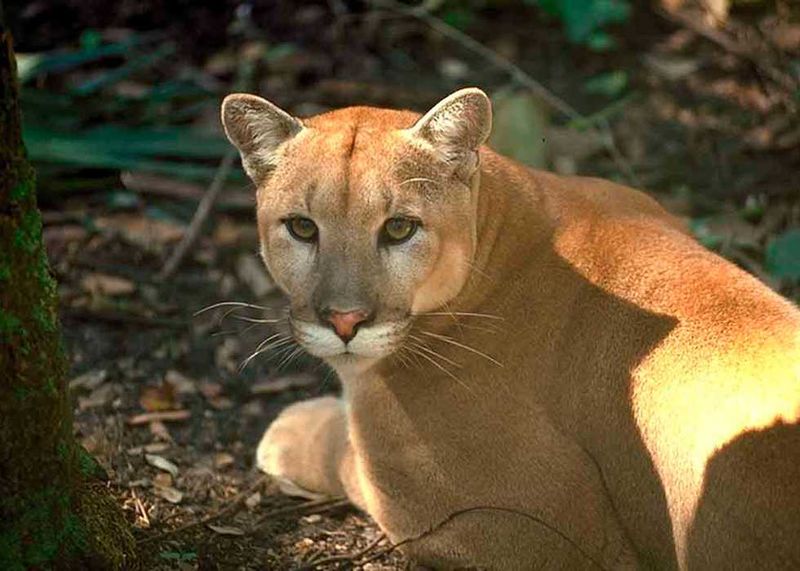 Panthers: Mystical Guardians In Southeastern Tribal Beliefs