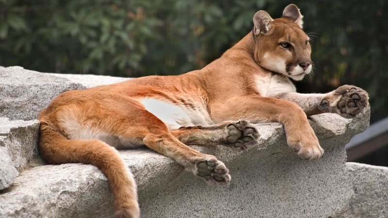 Puma (Mountain Lion)