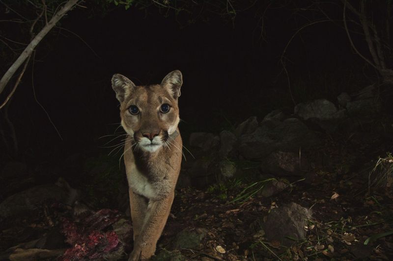 Mountain Lions' Shared Water Sources