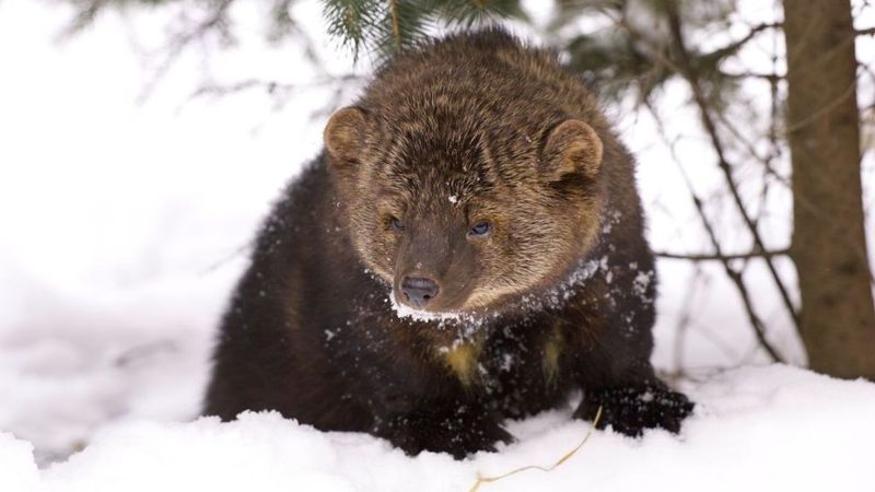Pacific Fisher