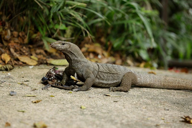 Singapore – Urban Safety In A Tropical Setting
