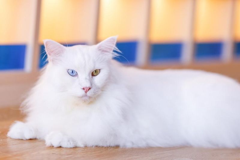 The Introspective Turkish Angora