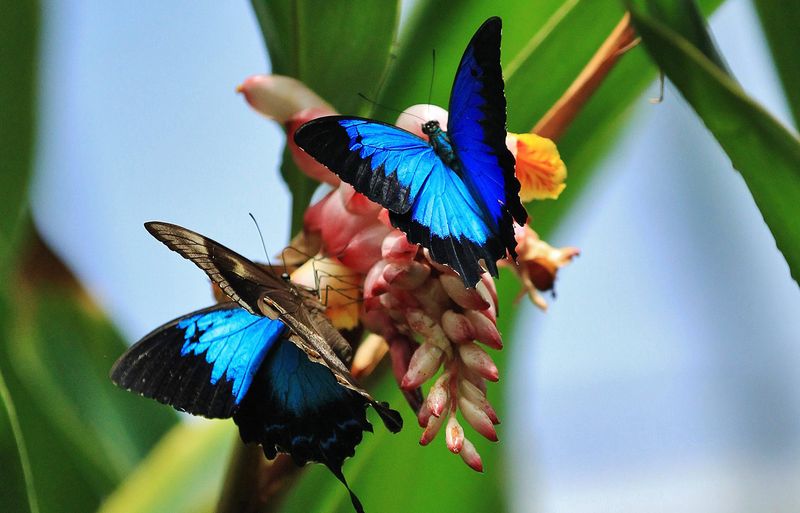 Australia's Ancient Daintree Rainforest