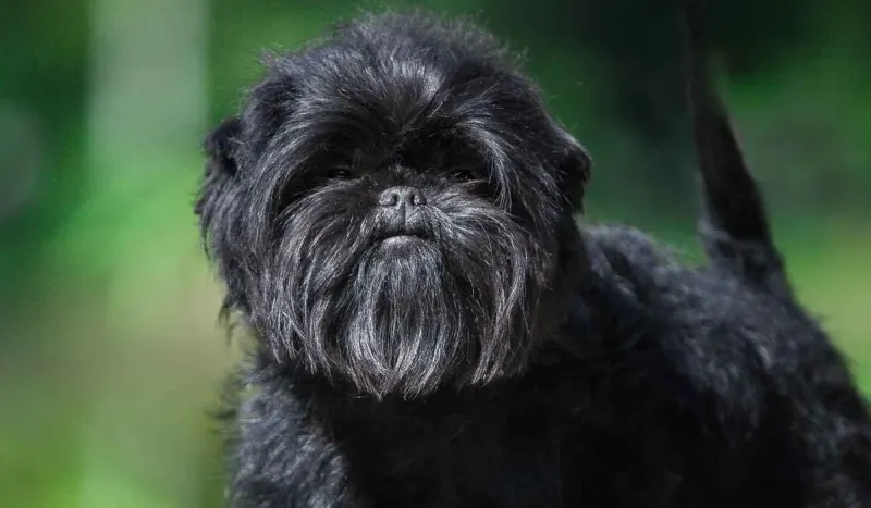 Affenpinschers: Monkey-Faced Mischief Makers