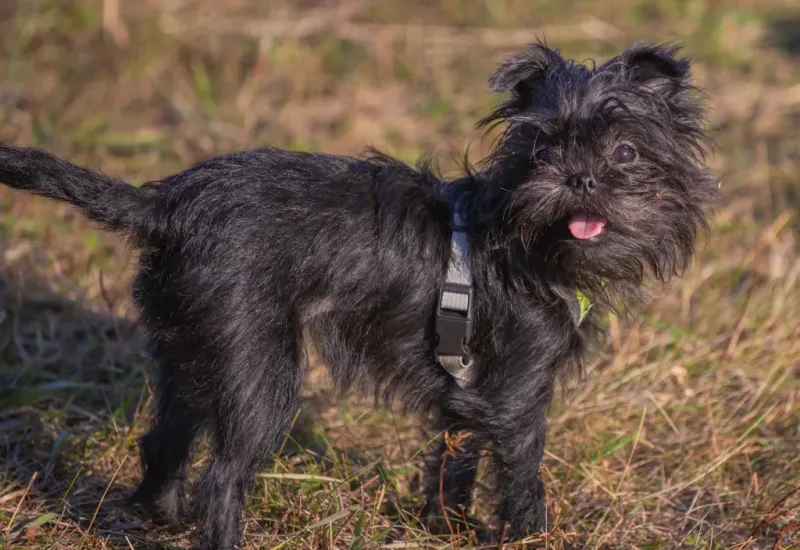 Affenpinscher: The Monkey-Faced Defender